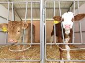 جنین منجمد گاو