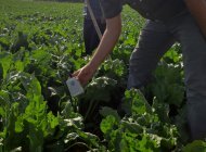 دیتالاگر مینیاتور هوشمند فوق کم مصرف ویژه مزارع، باغات و گلخانه های تحقیقاتی