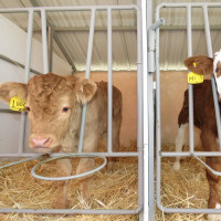 جنین منجمد گاو